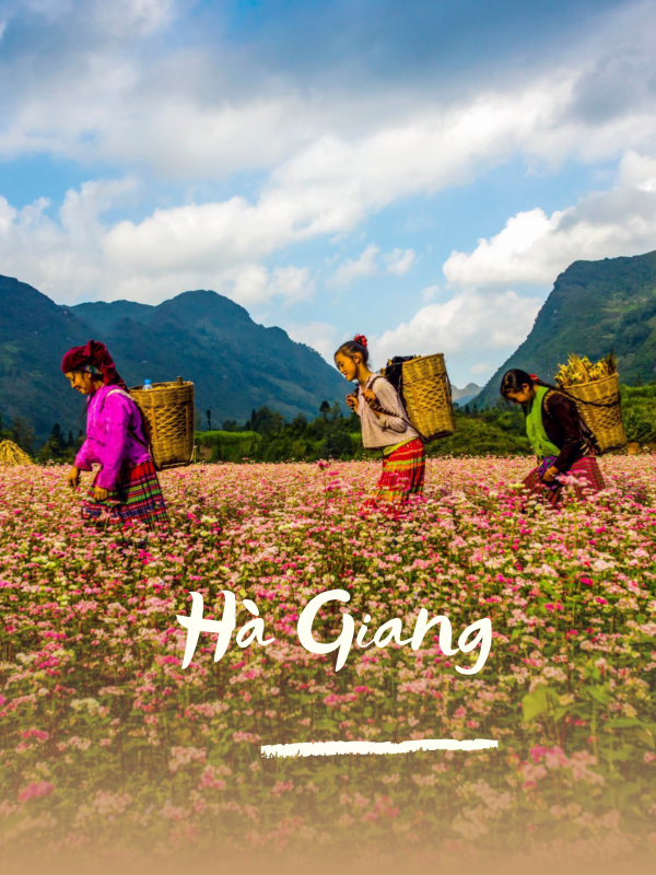 Nhu Y Travel