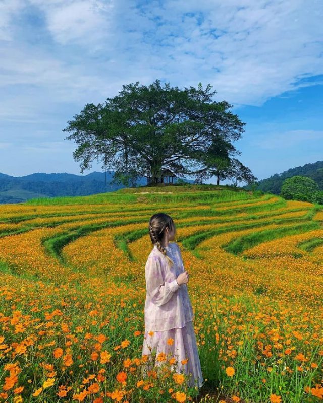 Nhu Y Travel