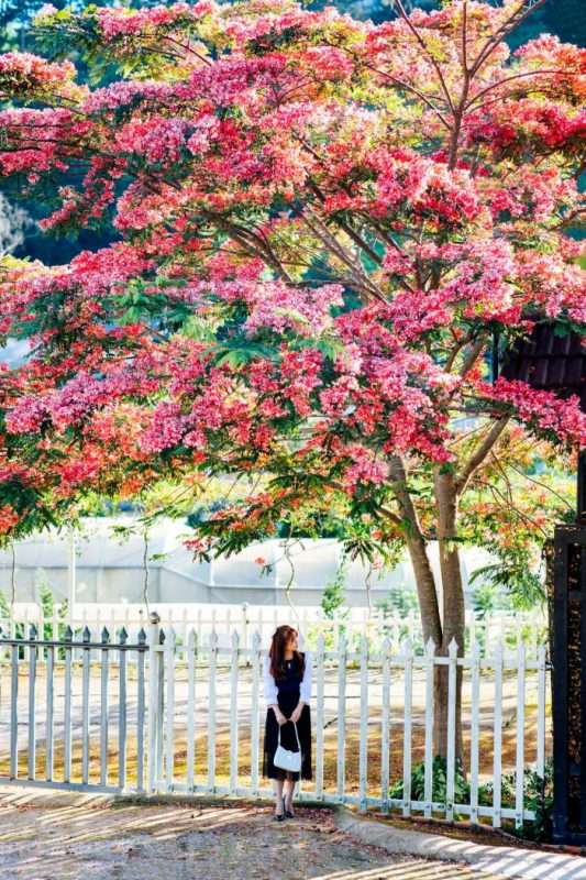 Nhu Y Travel